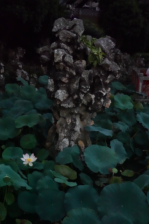 盧廉若公園的假山石。人民網(wǎng) 唐佳 攝