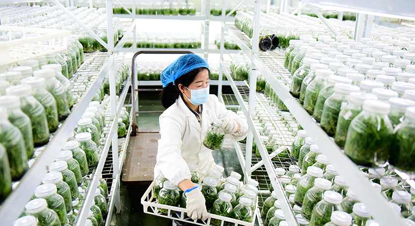 貴州從江：科技育苗備春耕